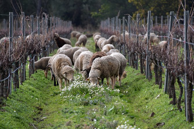 4x4 tour in a winery followed by a tasting - Wine tasting setup: estate wines, snacks, and a fun format