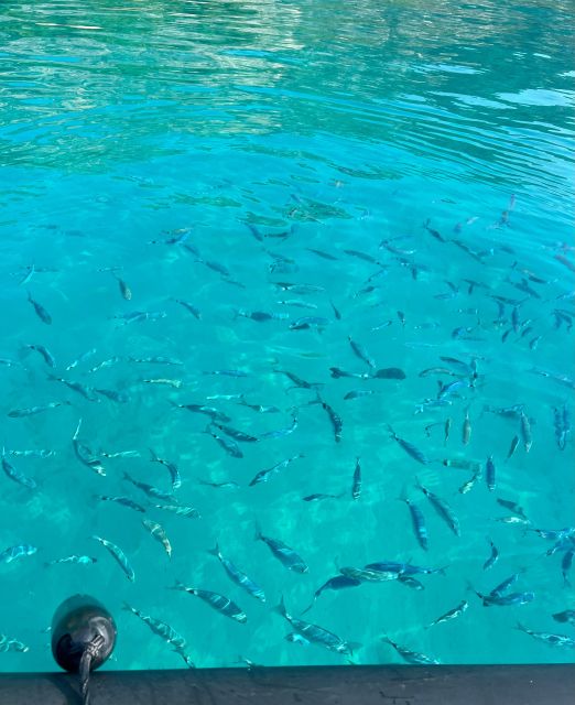 Balade en mer de Villefranche sur Mer & stop baignade - La Réserve de la Mala: the cave swim and snorkeling reality check