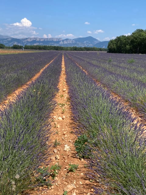 Bespoke Luxury Sightseeing Experiences - Purple Route: Castellane, Gorge du Verdon, Lavender Fields, and Moustiers Sainte-Marie