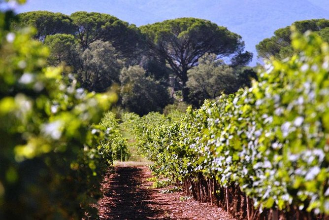 Calanques of Cassis, Aix-en-Provence & Wine Tasting Private Tour - Provence Wine Tasting: How to Get the Most From 45 Minutes