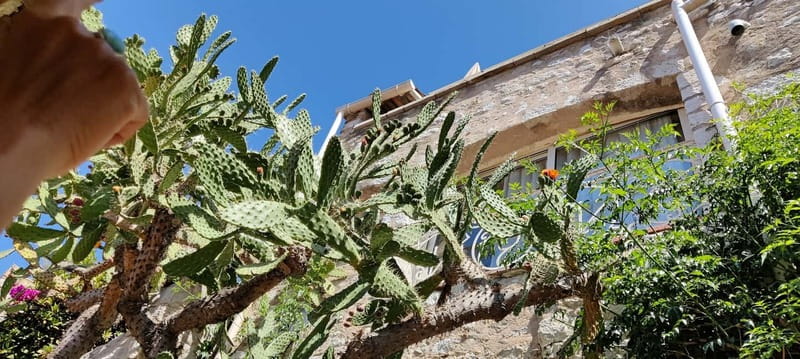 Èze: Walking Tour with a Local Guide - The Exotic Garden: succulents, stone sculptures, and the view you came for