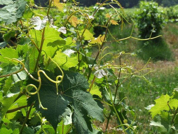 French Riviera: Provencal Wine Tour - The Var region and WWII context near Draguignan