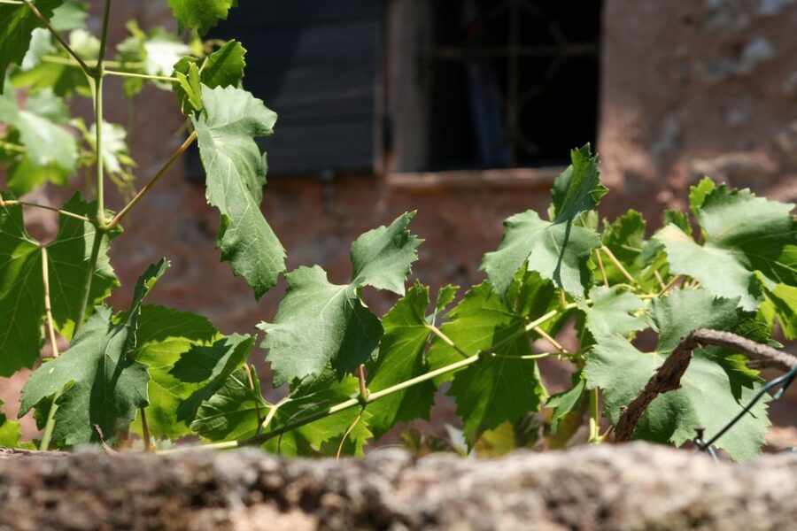 French Riviera: Provencal Wine Tour - Getting there from the French Riviera: pickup, van time, and the pace you want
