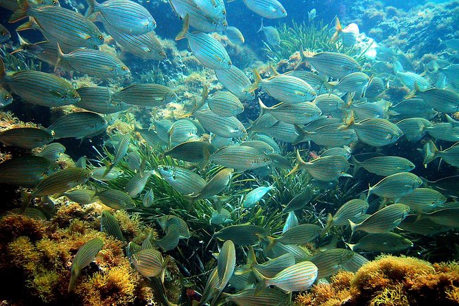 French Riviera Villefranche Bay Snorkeling Tour from Nice - Who this tour fits best, and who should skip it