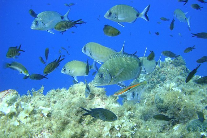 French Riviera Villefranche Bay Snorkeling Tour from Nice - The boat ride from Nice to Saint Jean Cap Ferrat: scenery and timing