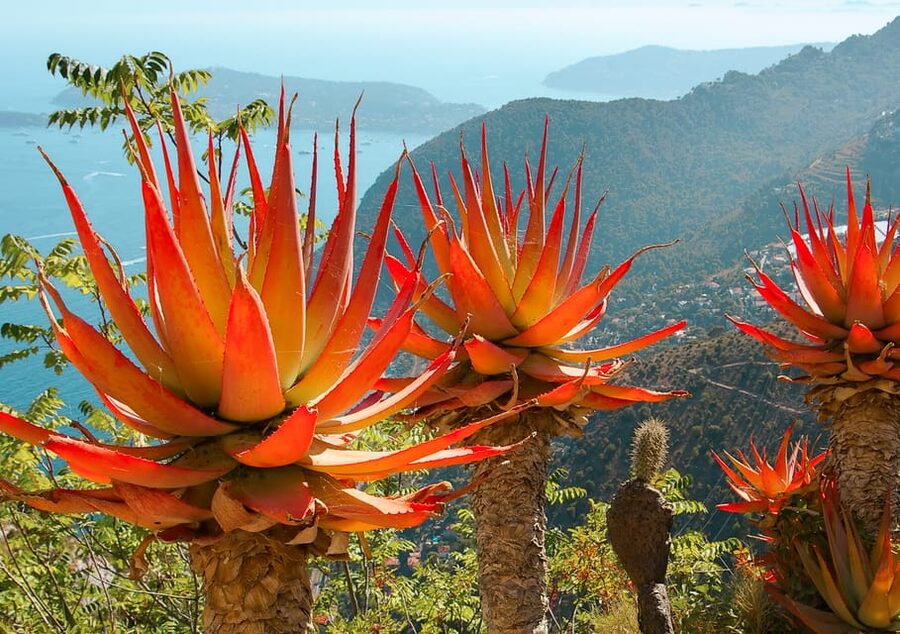 From Nice: Eze, Monaco, and Monte Carlo Half-Day Trip - Who this half-day trip suits best, and who should skip it