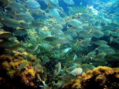 French Riviera Swimming and Snorkeling Cruise