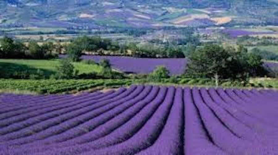 From Nice: Full-Day Provence and Lavender Tour - Lavender to Fountains: The Provence Highlights You Can Actually Do in One Day