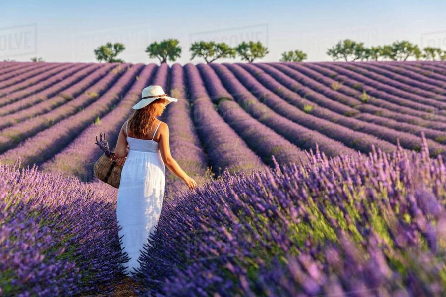 From Nice: Full-Day Provence and Lavender Tour - Lac de Sainte-Croix: A Beautiful Lake Finish at the Foot of the Gorges