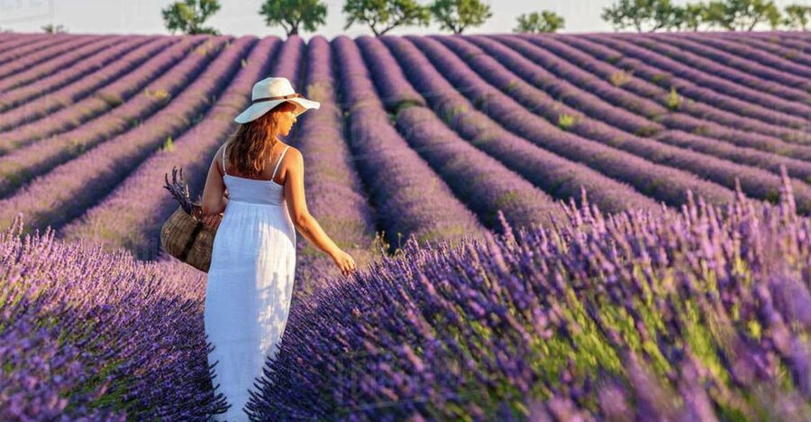 From Nice: Full-Day Provence and Lavender Tour - Who Should Book This Tour, and Who Should Skip It