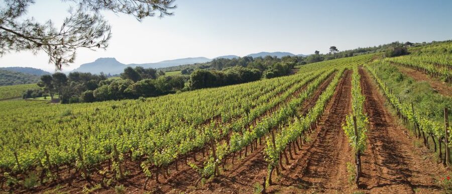 From Nice: Provence Wine Full-Day Tour - Leaving Nice for the Côtes de Provence Wine Country, in a Small Group