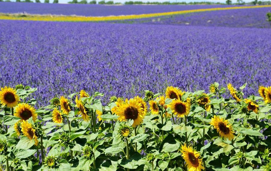 From Nice: Verdon Gorge Full-Day Tour - Moustiers-Sainte-Marie: the Provence village moment you’ll actually remember