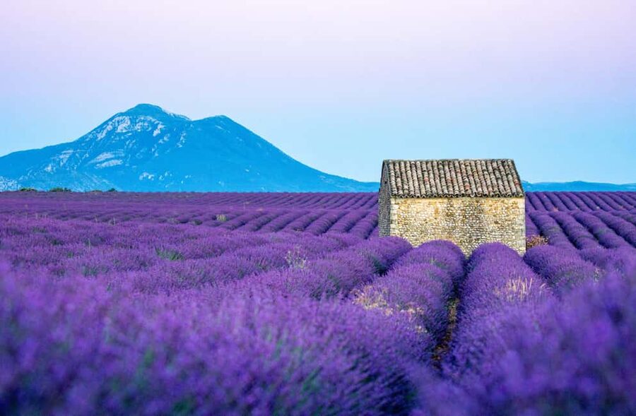 From Nice: Verdon Gorges & Lavender Fields Tour & Transport - Key Things to Know Before You Go
