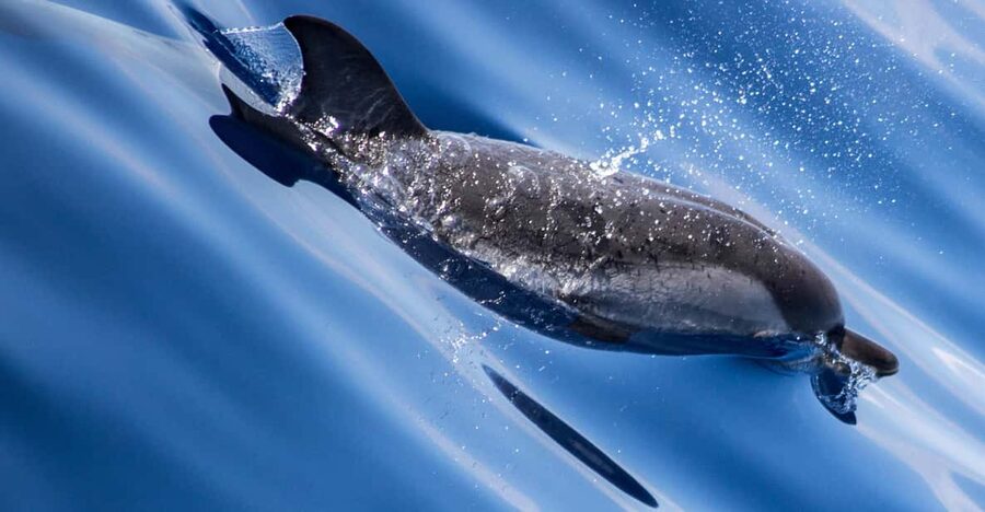 From Villefranche-sur-Mer: Guided Dolphin-Watching Tour - What You See on the Sail Out From Villefranche