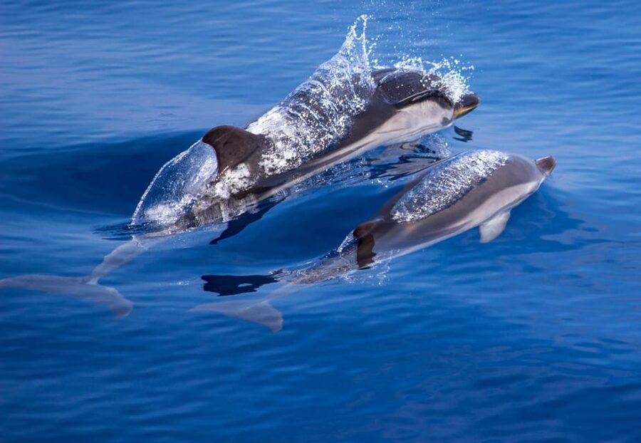 From Villefranche-sur-Mer: Guided Dolphin-Watching Tour - Stop-by-Stop: How the 4 Hours Are Actually Used