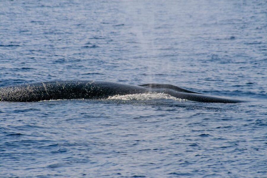 From Villefranche-sur-Mer: Guided Dolphin-Watching Tour - Price and Value: Is $80 Fair for 4 Hours?