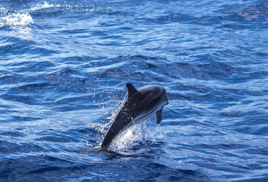 From Villefranche-sur-Mer: Guided Dolphin-Watching Tour - Who This Tour Suits Best (And Who Should Rethink It)