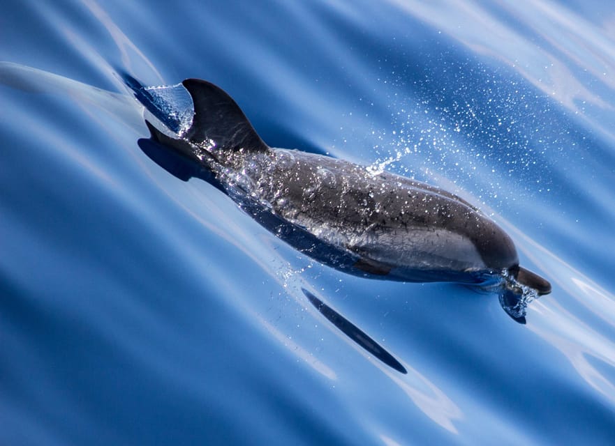 From Villefranche-sur-Mer: Guided Dolphin-Watching Tour - Getting From Villefranche-Sur-Mer to the Boat (Without Stress)