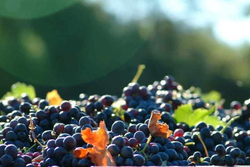 Full-Day Wine Tour in Bellet & Saint-Paul de Vence From Nice - Bellet and Saint-Paul de Vence, Riviera Wine Country With Real Personality