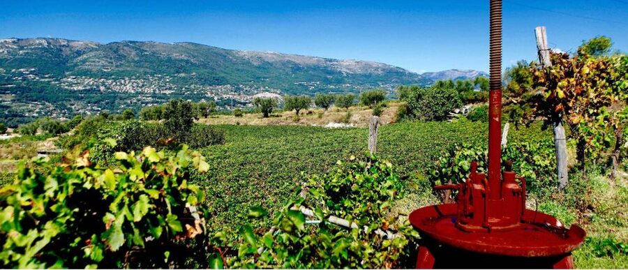 Full-Day Wine Tour in Bellet & Saint-Paul de Vence From Nice - What You Actually Taste, Rosé to Reds to Aromatics