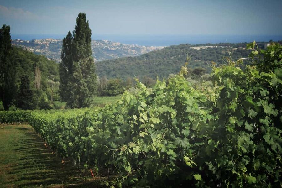 Grasse, Gourdon and local wine tasting, from Nice and Cannes - Bellet Hills Wine Tasting in a Typical Local Estate
