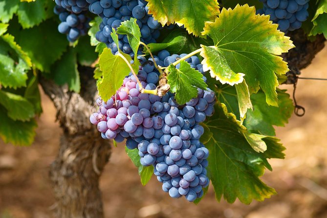 Half-Day Wine Tasting and Saint Paul de Vence Tour from Nice - Why this St-Paul-de-Vence and wine tasting combo makes sense