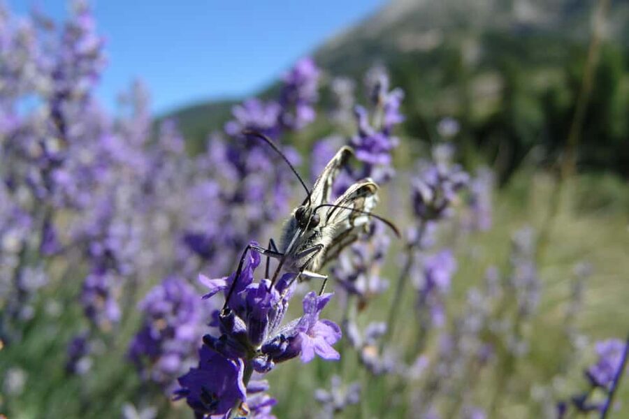 Mountain Train Experience: Hike & Mystic Forest (From Nice) - Price and value: what you’re really paying $188 for