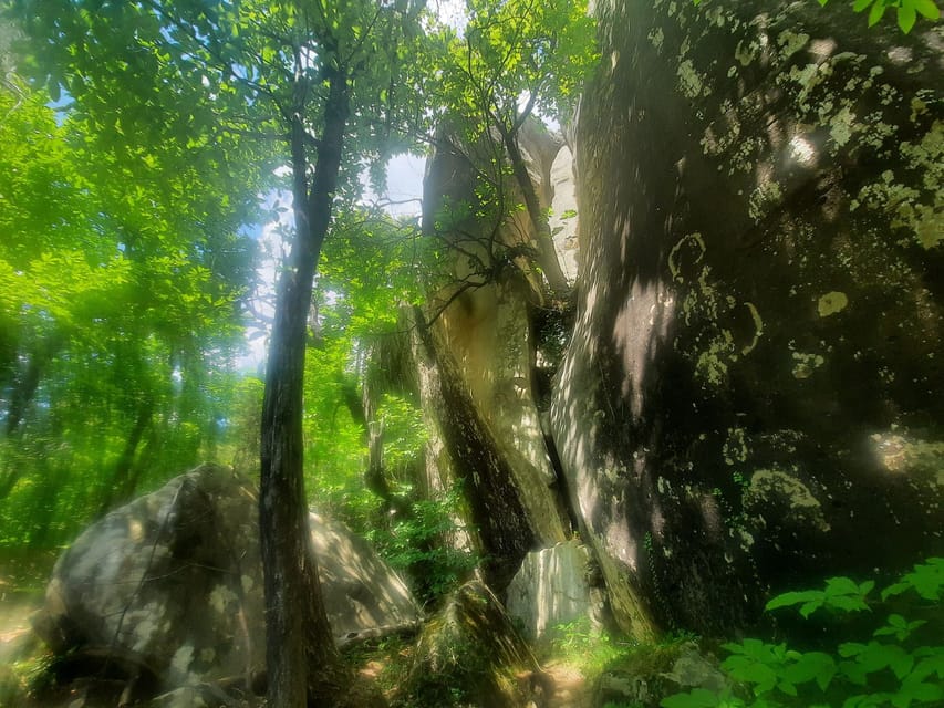 Mountain Train Experience: Hike & Mystic Forest (From Nice) - Practical tips so you feel good on arrival (not just proud at the end)