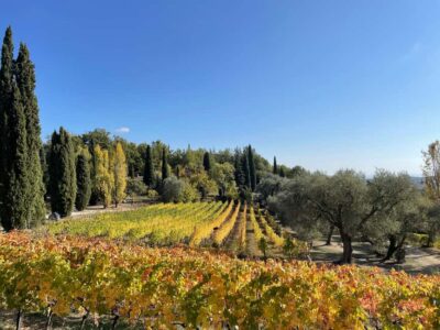 Full-Day Côtes de Provence Wine Tour