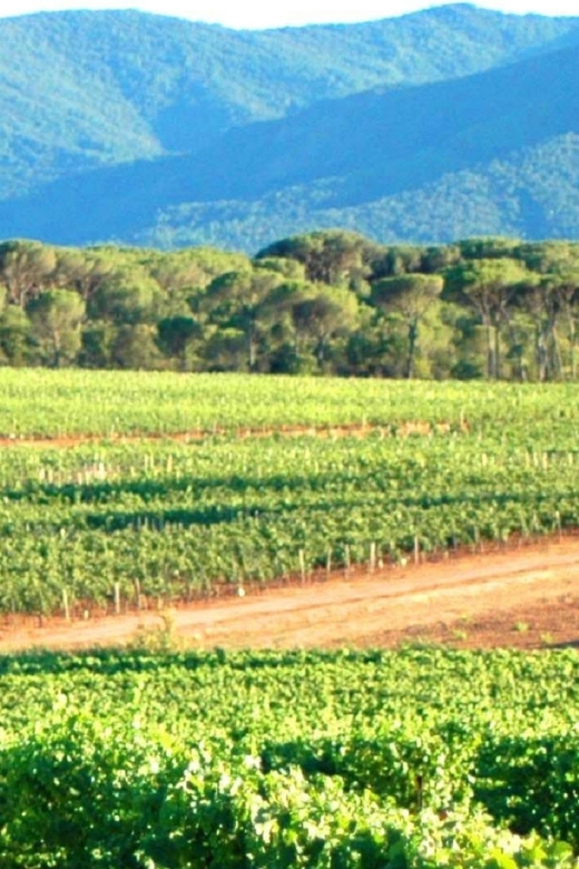 Nice: Full-Day Côtes de Provence Wine Tour - What to Bring, and How to Have the Best Day in Any Weather