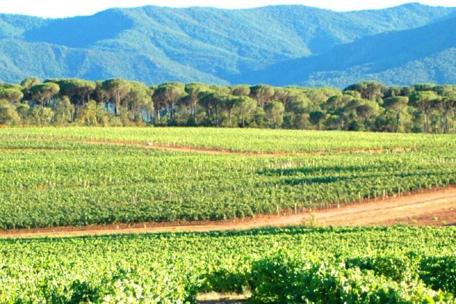 Nice: Full-Day Côtes de Provence Wine Tour - Who This Tour Suits Best (and Who Might Prefer Something Else)