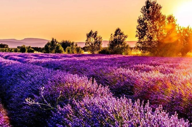 Nice: Gorges of Verdon and Fields of Lavender Tour - Hotel Pickup In Nice, Then The Scenic Run Toward Castellane