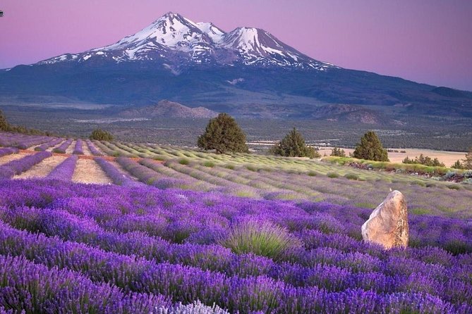 Nice: Gorges of Verdon and Fields of Lavender Tour - Castellane: A Classic Medieval Pause Before The Big Canyon