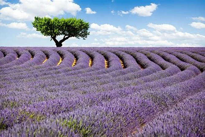 Nice: Gorges of Verdon and Fields of Lavender Tour - Crossing The Gorge Of The Wolf: Waterfall Stop With Real Scale