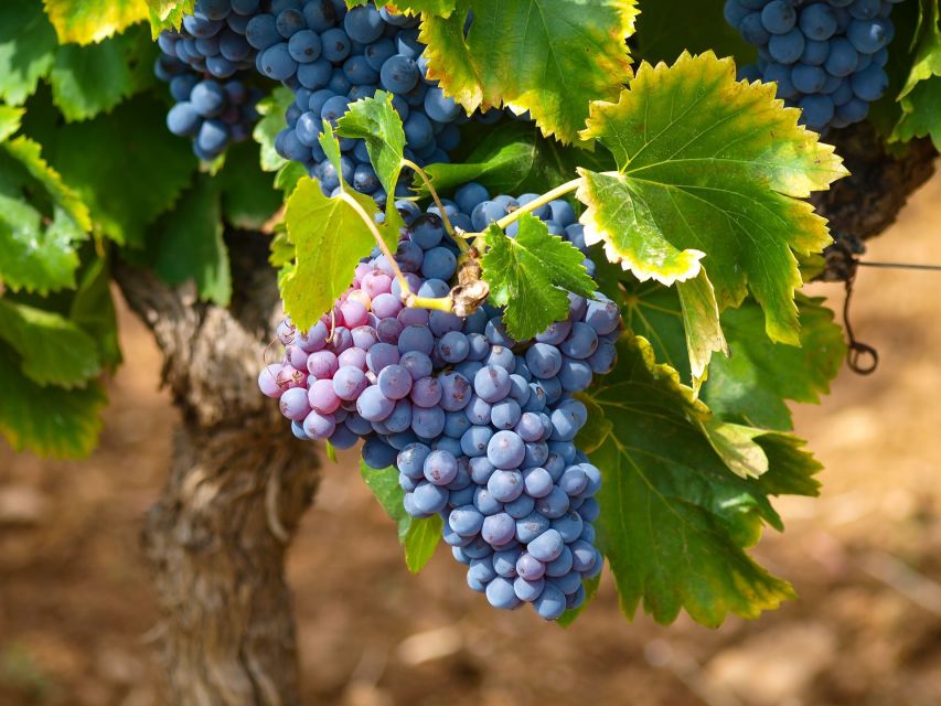 Nice: Half-Day Saint Paul de Vence and Wine Tasting Tour - Should you book this tour?