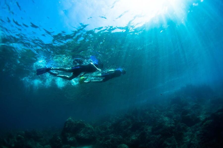 Nice: Snorkeling Speedboat Tour in Villefranche Bay - Wildlife you might see, and how to spot it without chasing