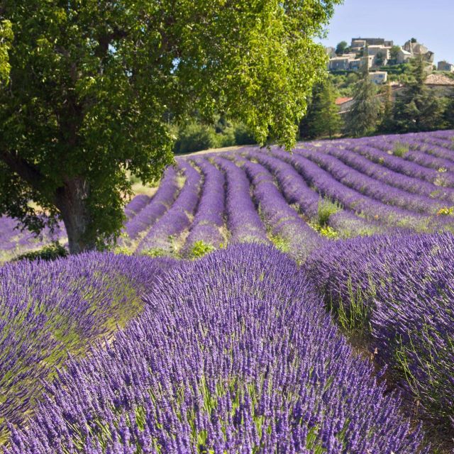 Nice: The Gorges du Verdon and Ste Croix Lake Full-Day Tour - Practical Tips That Make the Day Easier