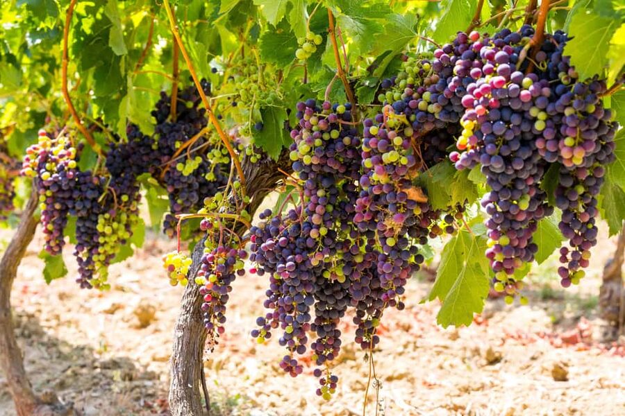 Organic Wine Tasting with Saint paul Half Day Tour from Nice - From Nice Pickup to a Smooth Rolling Start at 2:20 PM