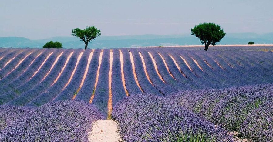 Private Day Trip to Provence and Lavender Fields - Provence in 10 hours: why this mix works (and where it can feel rushed)