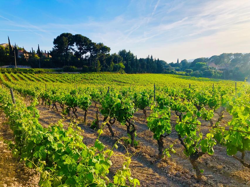 Private Day Trip to Provence and Lavender Fields - Lavender fields in bloom: late June to early August (and how to enjoy them fully)
