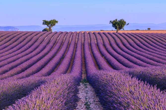 Private Tour of Gorges of Verdon and Fields of Lavender in Nice - Key Points Worth Knowing Before You Go