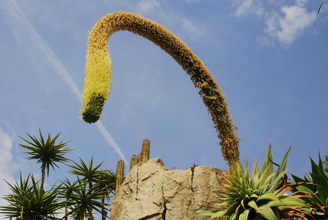 Private Tour: Personal Travel Photographer Tour in Monaco - Key takeaways before you book