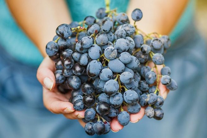 Private Wine Tour of the vineyards on the French Riviera - Saint Jeannet and Vignoble Rasse: Traditional Methods Meet a Real Finish