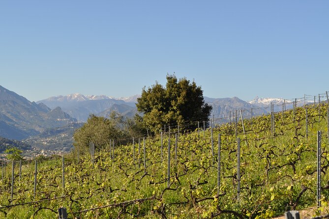 Private Wine Tour of the vineyards on the French Riviera - Price and Value at $564.72 Per Person