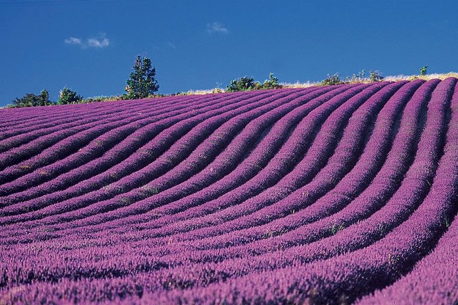 Provence and Lavender - private & Guided Full Day Tour - Who this tour suits best, and who should think twice