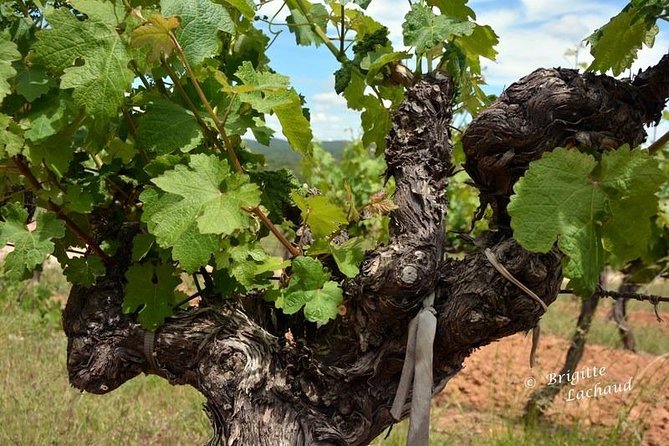 Provence Private Full Day Wine Tour with Wine Tasting - Getting Around Comfortably: Timing, Vehicle, And What To Wear