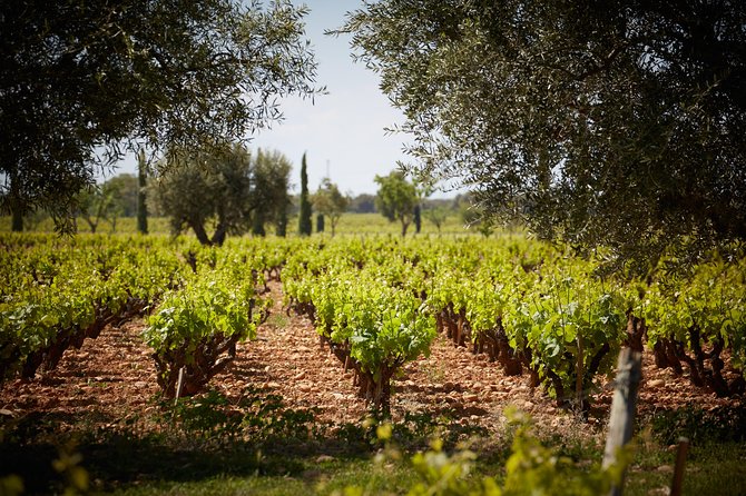 Provence Private Full Day Wine Tour with Wine Tasting - Price And Value: Paying For Privacy, Not Just Wine