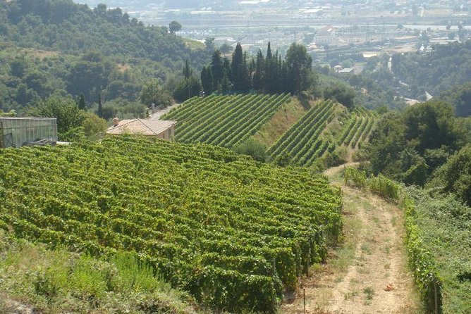 Provence Sea & Countryside Full-Day Private Tour - Grasse and Fragonard perfume: how this region smells