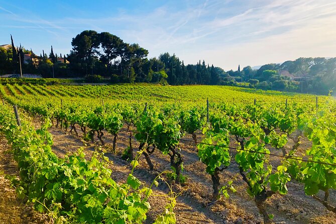 Provence, Vineyards and Lavender Fields Private Day Trip - Château La Coste en Provence: Vineyard Views and Included Wine Tasting