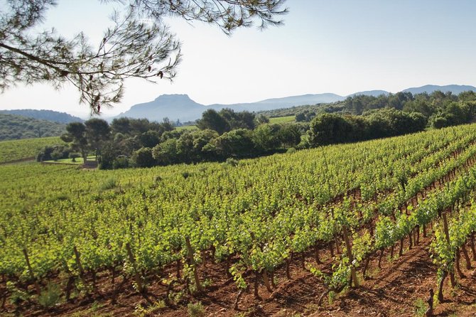 Provence Wine Tour - Private Day Tour from Nice - Who This Tour Best Fits